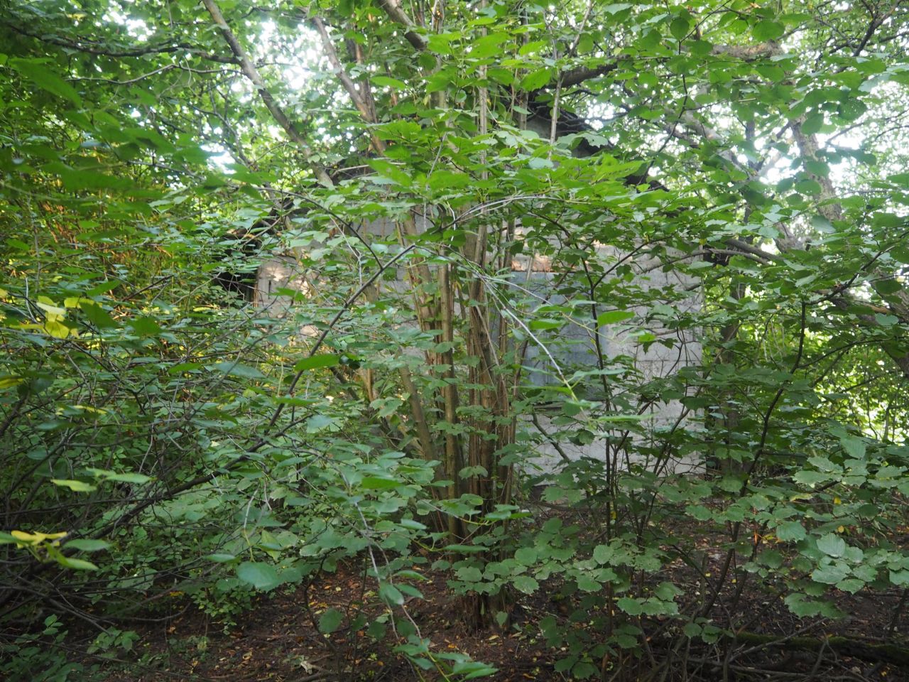 Działka siedliskowa Kępa Kiełpińska, ul. Brzegowa. Zdjęcie 9