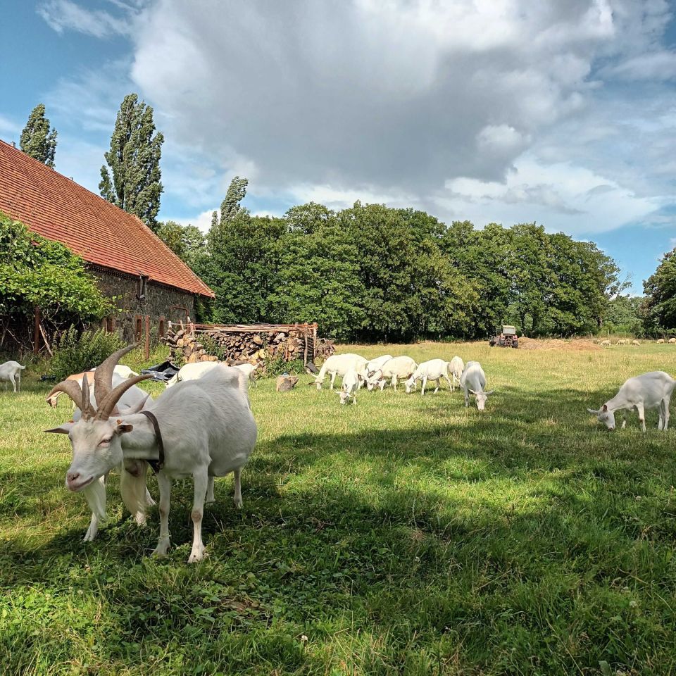 Działka Wilków Wielki. Zdjęcie 2