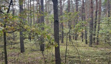 Działka leśna Strażnik