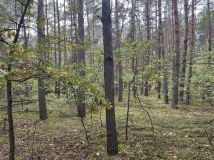 Działka leśna Strażnik