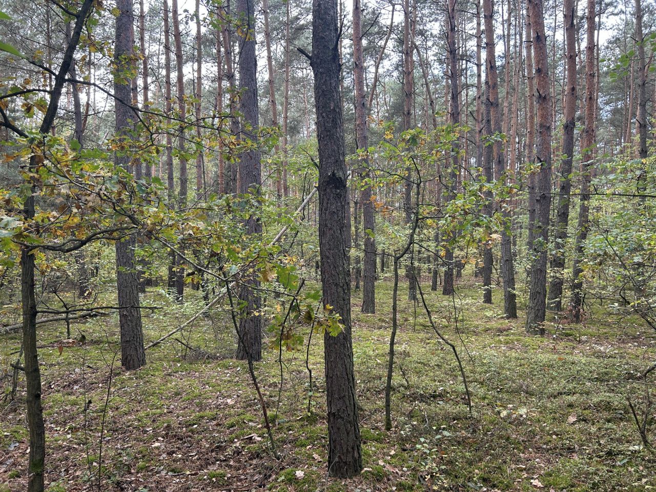 Działka leśna Strażnik