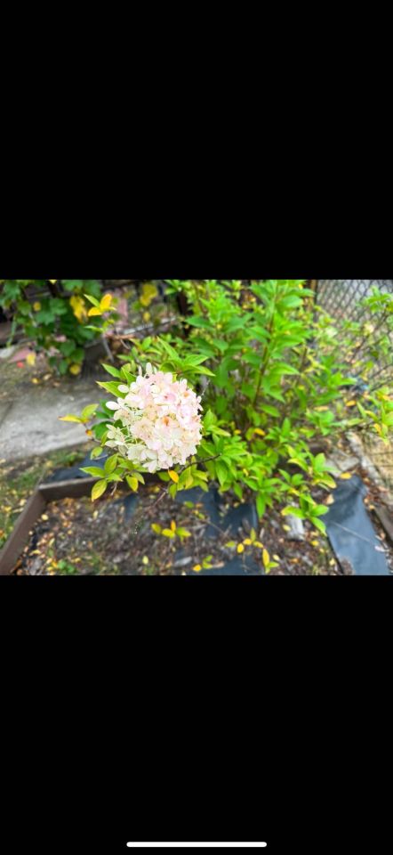 Działka rod Zielona Góra Przylep, ul. Przylep-Solidarności. Zdjęcie 3