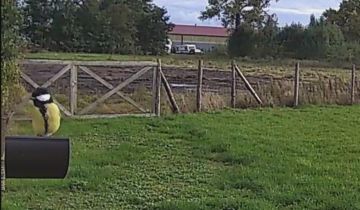 Działka rolna Jedlice Brzostowo