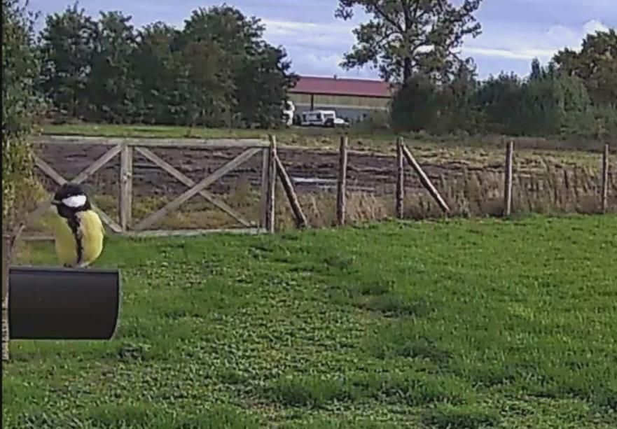 Działka rolna Jedlice Brzostowo. Zdjęcie 2