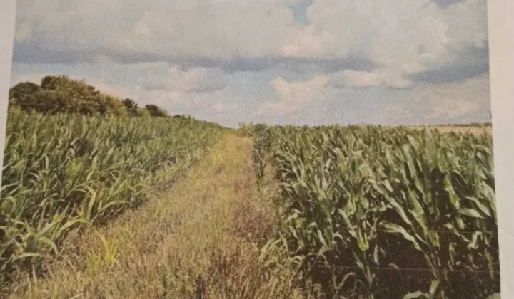 Działka rolno-budowlana Czerwińsk nad Wisłą