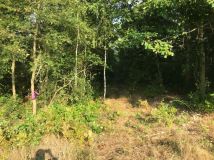 Działka budowlana Dobrogosty. Zdjęcie 1