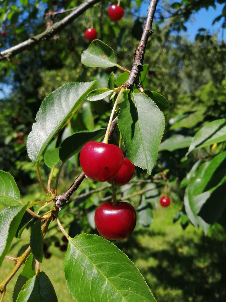 Działka rod Rzeszów, ul. Ciepłownicza. Zdjęcie 7
