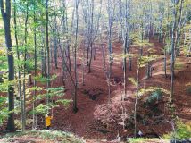 Działka leśna Cichawka. Zdjęcie 3