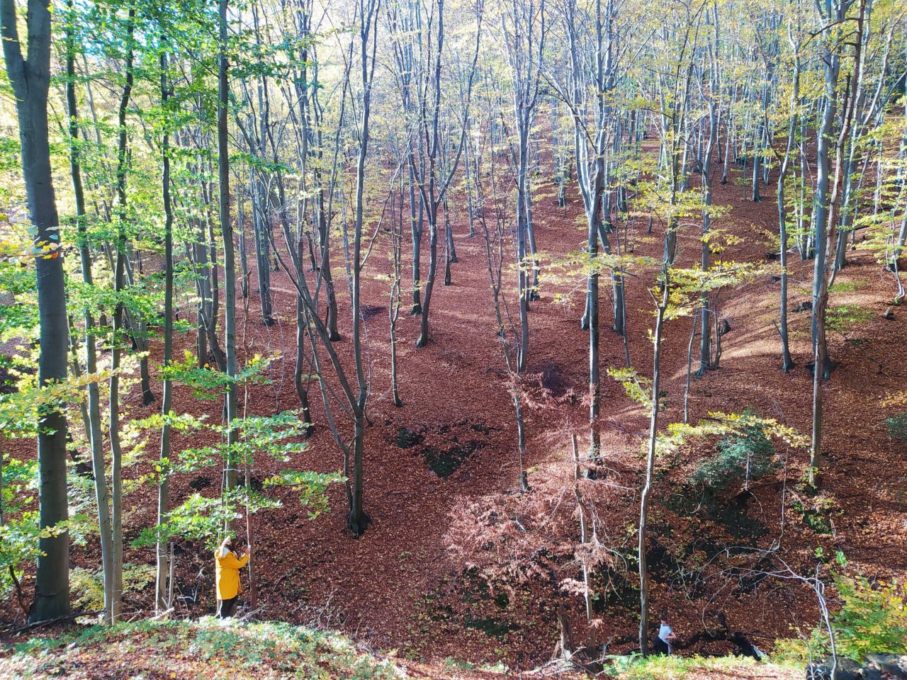 Działka leśna Cichawka. Zdjęcie 4