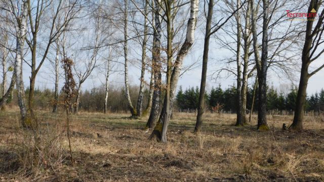 Działka budowlana Chojnów, ul. Graniczka. Zdjęcie 10