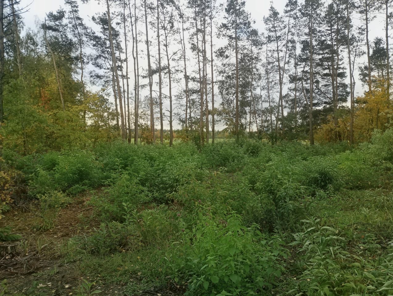 Działka budowlana Ostrów Mazowiecka, ul. Żwirowa. Zdjęcie 6