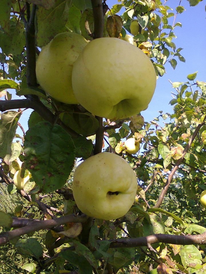 Działka rekreacyjna Częstochowa Błeszno, ul. Kusocińskiego. Zdjęcie 19