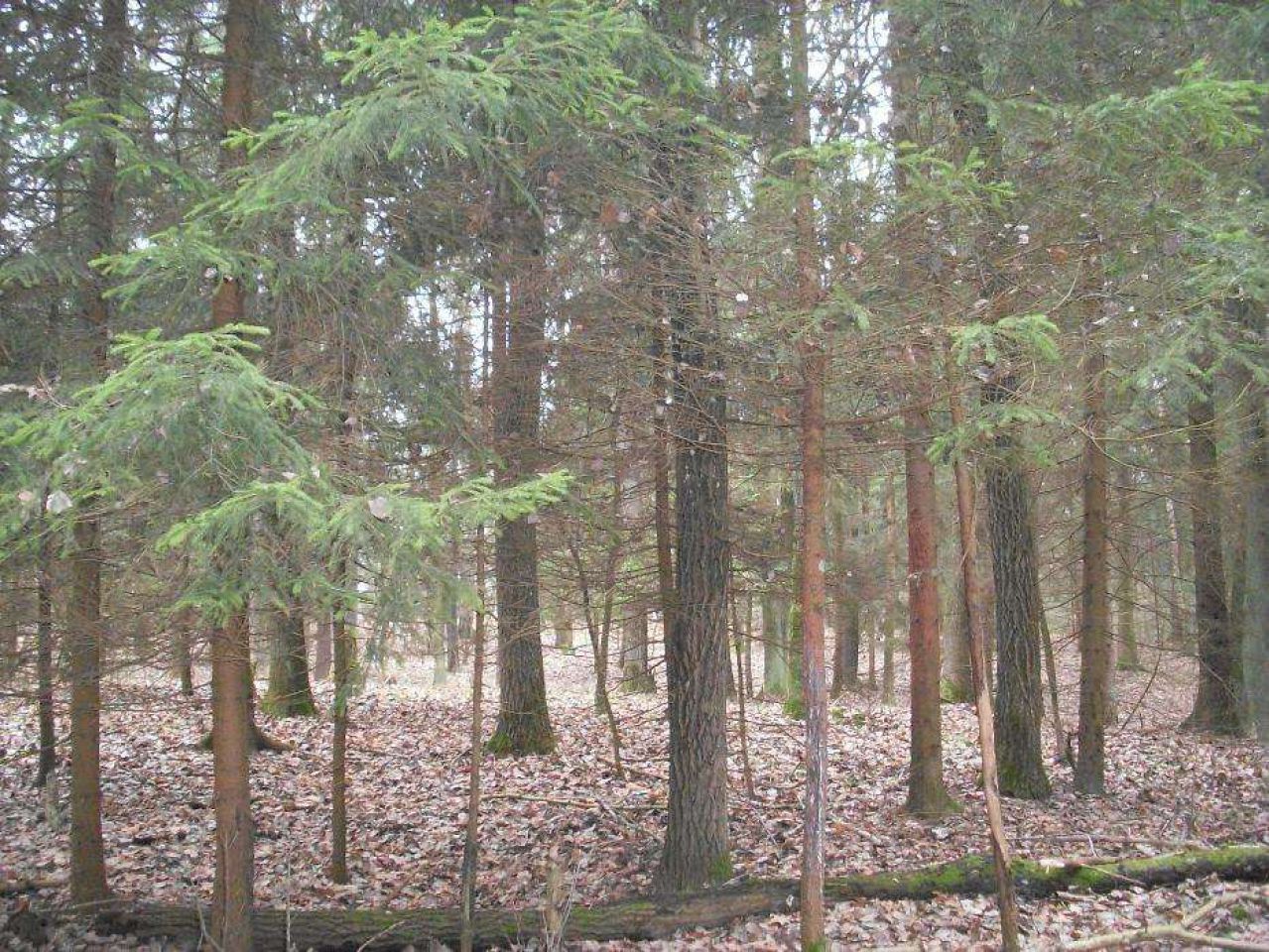 Działka leśna Bartoszyce