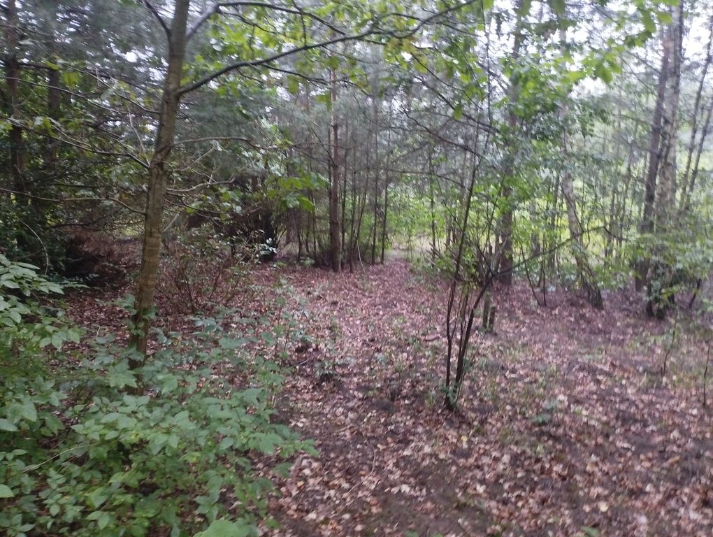 Działka budowlana Mieszkowo. Zdjęcie 2