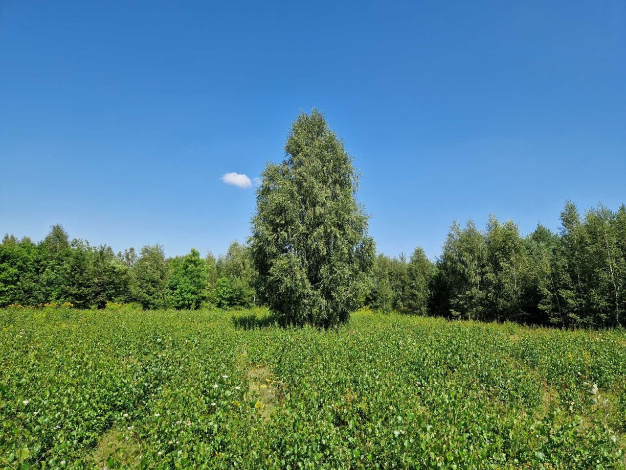 Działka budowlana Błędowo, ul. Słowiańska. Zdjęcie 2