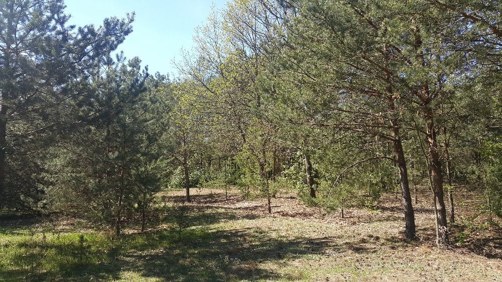 Działka budowlana Żelazna Stara. Zdjęcie 5