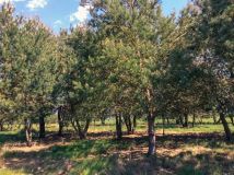 Działka budowlana Kaszowo. Zdjęcie 1