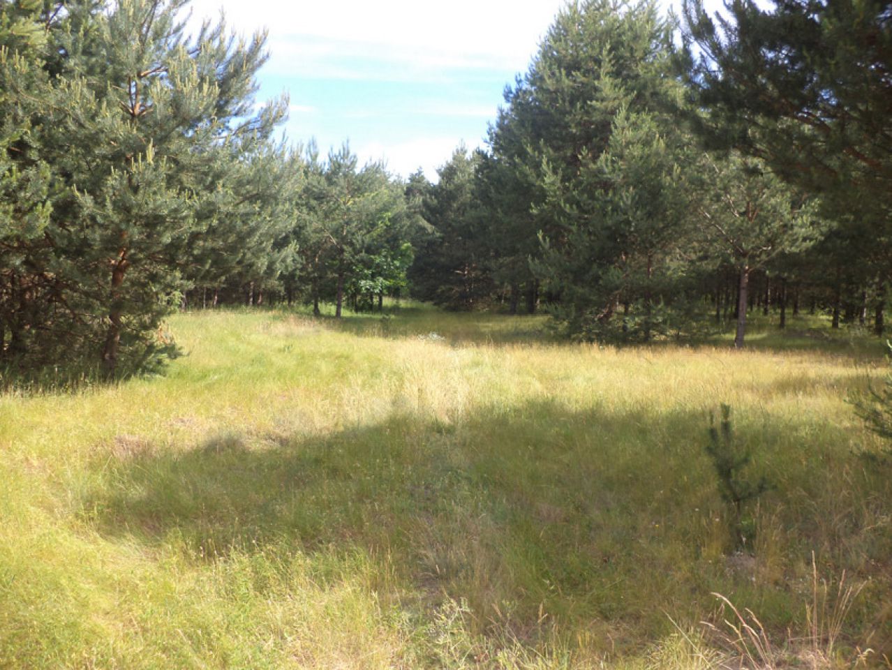 Działka siedliskowa Rędziny. Zdjęcie 2