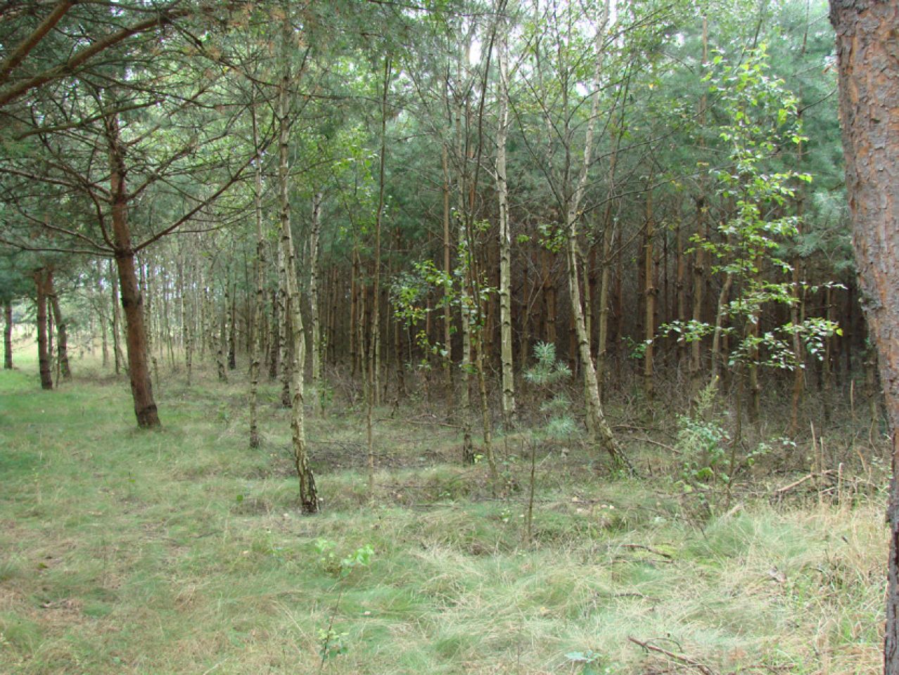 Działka leśna Rędziny. Zdjęcie 9