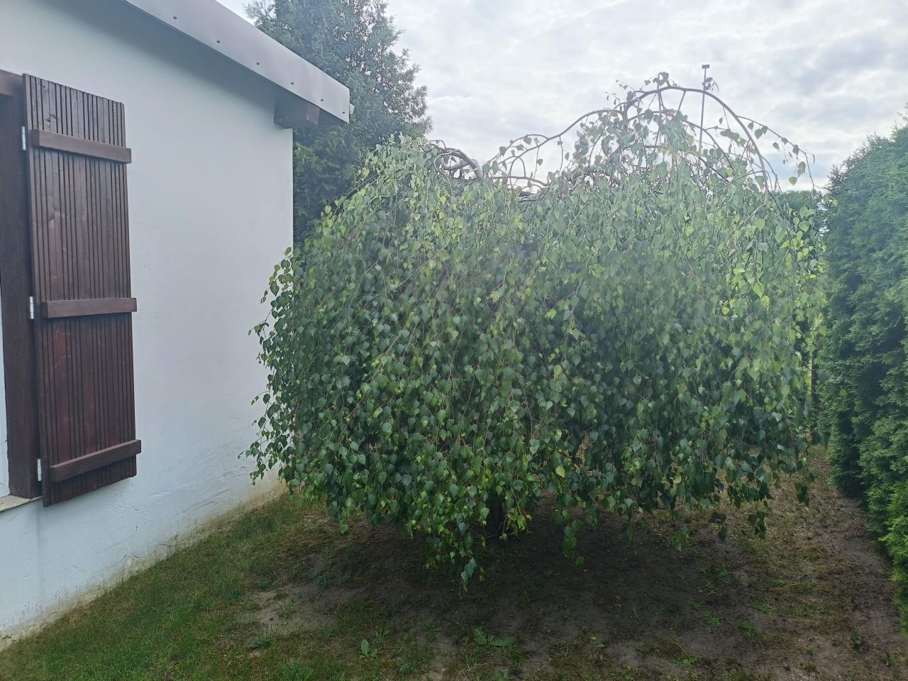 Działka rod Kowal, ul. Dobiegniewska. Zdjęcie 13