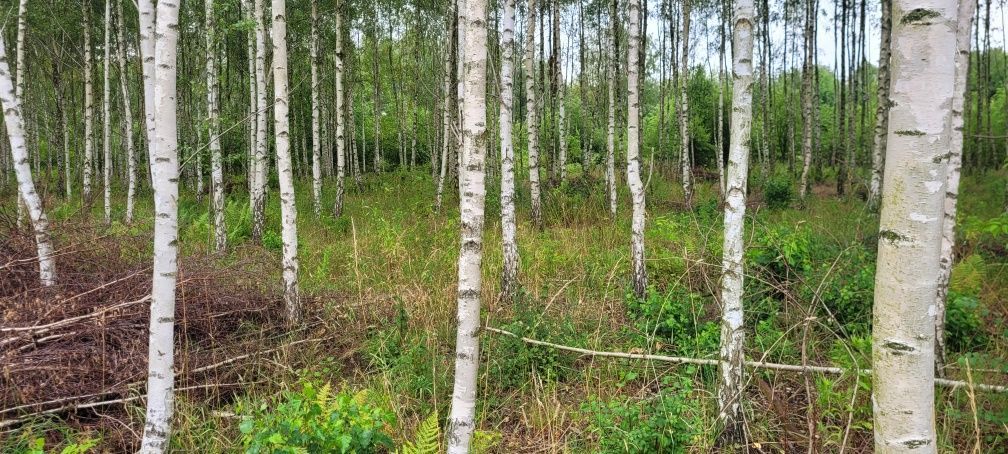 Działka budowlana Maków, ul. Sosnowa. Zdjęcie 6