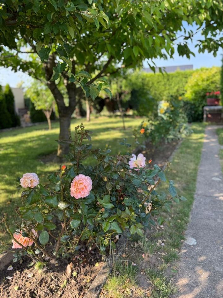 Działka rod Gniezno, ul. Biskupińska. Zdjęcie 3