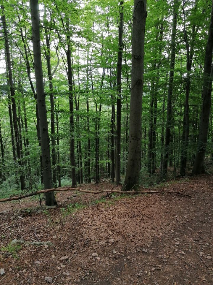 Działka budowlana Uciechów, ul. Lipowa. Zdjęcie 5