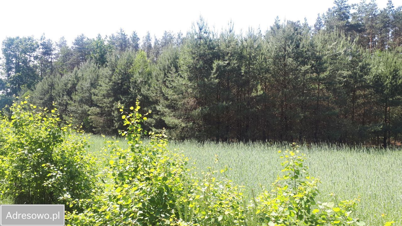 Działka rolna Pijawnia. Zdjęcie 6