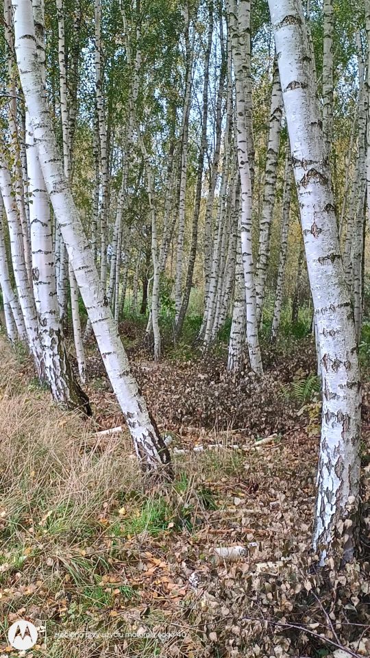 Działka rolna Stare Szyjki. Zdjęcie 4