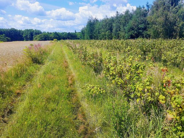 Działka rolno-budowlana Głowaczów, ul. Warecka. Zdjęcie 1