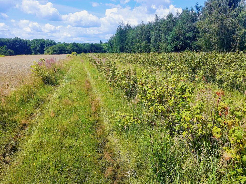 Działka rolno-budowlana Głowaczów, ul. Warecka