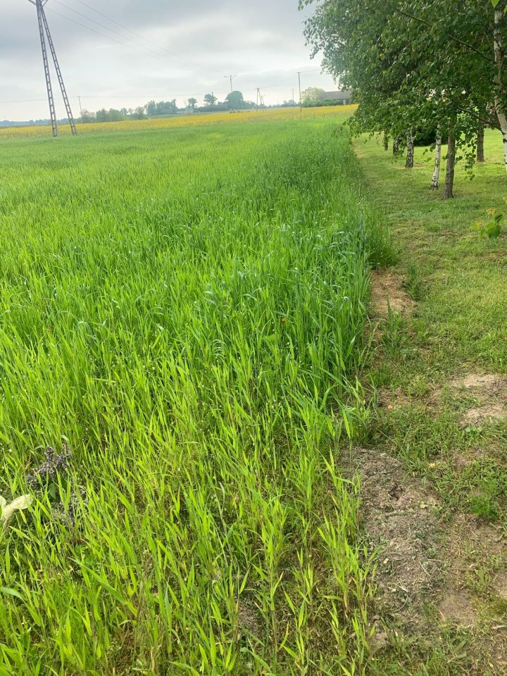 Działka rolno-budowlana Niemojewo. Zdjęcie 6