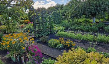 Działka rod Szczecin Wielgowo, ul. Tatarakowa