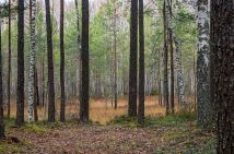 Działka inwestycyjna Cząstków Polski. Zdjęcie 4