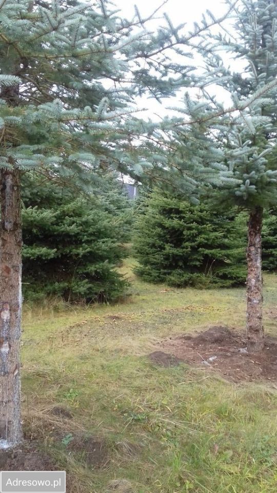 Działka budowlana Żółtki. Zdjęcie 8