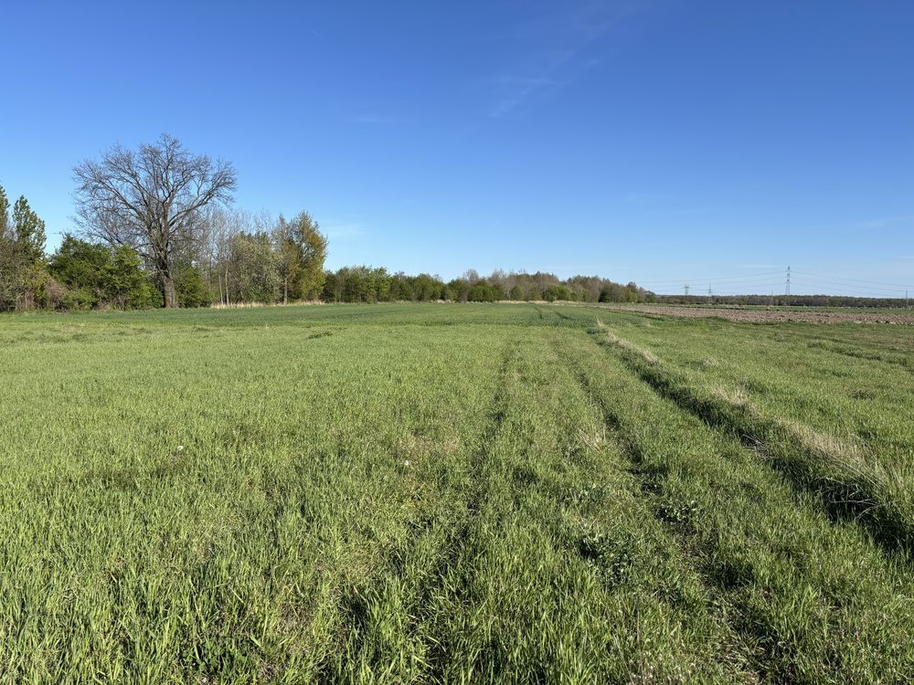 Działka budowlana Paczyna. Zdjęcie 4