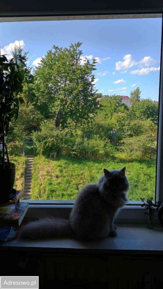 Mieszkanie 4-pokojowe Pieniężno, ul. Kościuszki. Zdjęcie 4