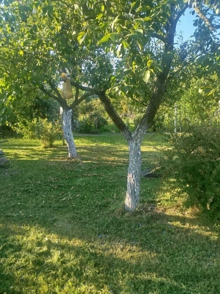 Działka rod Legnica, ul. Spokojna. Zdjęcie 4