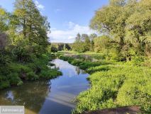 Działka leśna Wilkowyja. Zdjęcie 4