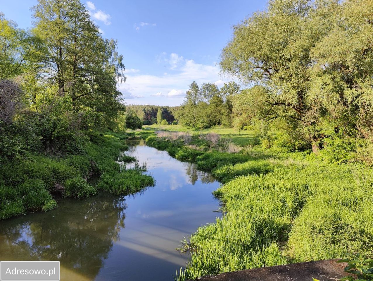 Działka leśna Wilkowyja. Zdjęcie 5