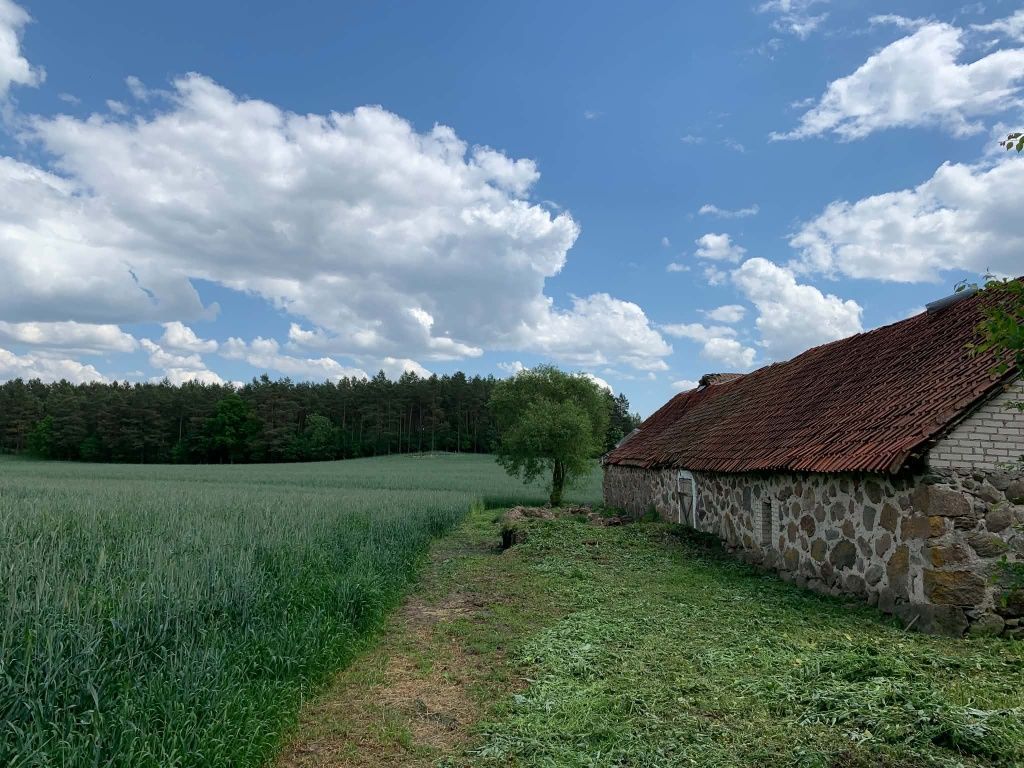 Działka siedliskowa Gruzy. Zdjęcie 5