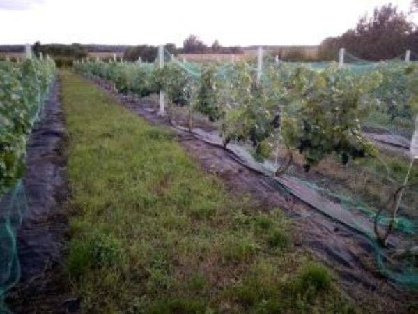 Działka rolno-budowlana Tchórzno. Zdjęcie 6