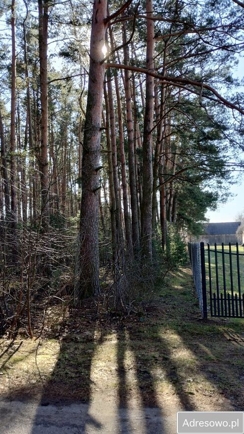Działka leśna Szczawin. Zdjęcie 3