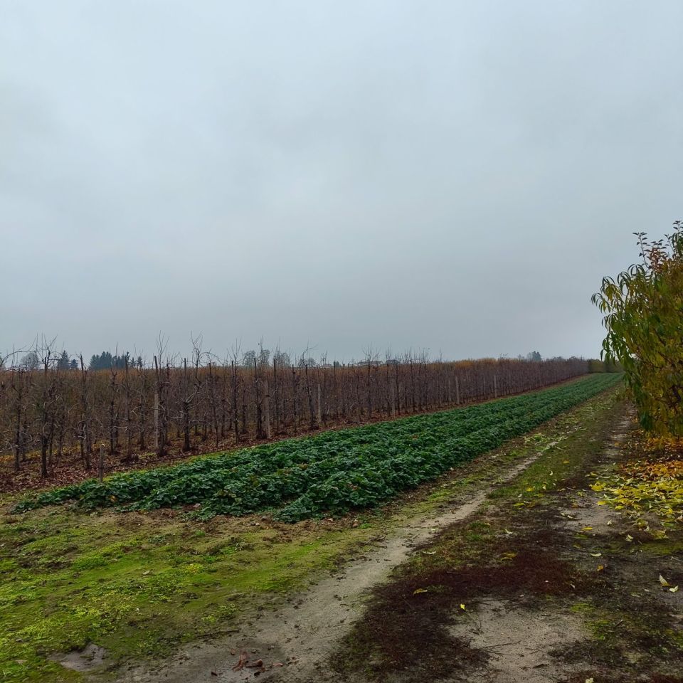 Działka rolno-budowlana Skarbkowa. Zdjęcie 6