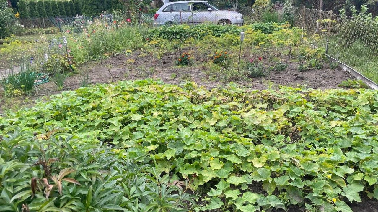 Działka rod Sępólno Krajeńskie. Zdjęcie 2