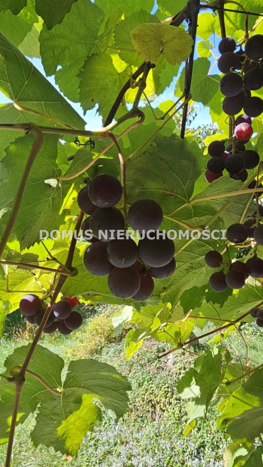 Działka budowlana Buczek. Zdjęcie 10