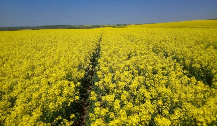 Działka rolna Niedzieliska
