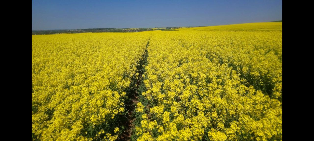 Działka rolna Niedzieliska. Zdjęcie 1