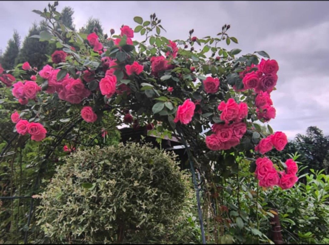 Działka rod Włocławek Lisek, ul. Jastrzębia. Zdjęcie 4