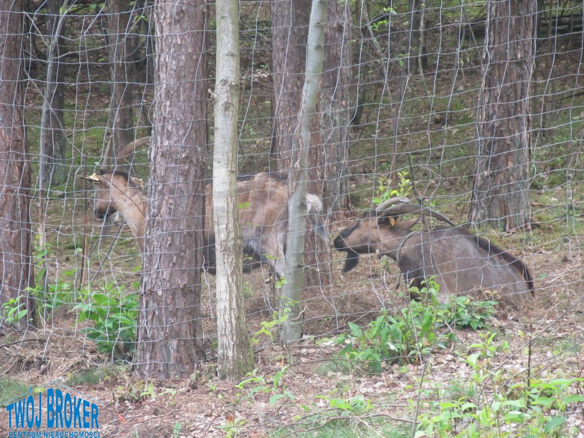 Działka budowlana Żuromino. Zdjęcie 14